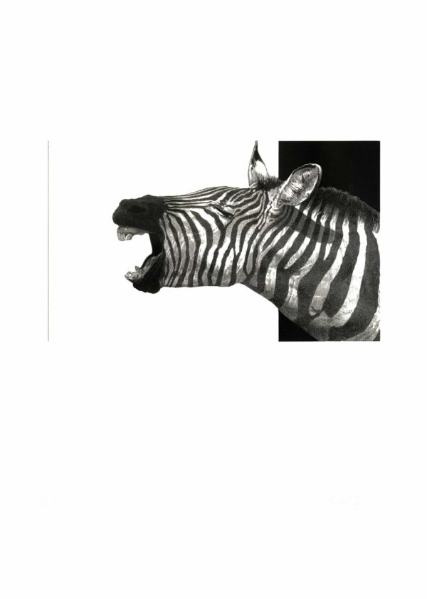 Lithographie d'Alain Ménégon Animaux Rire Zébre
