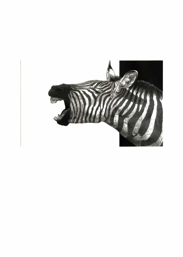 Lithographie d'Alain Ménégon Animaux Rire Zébre