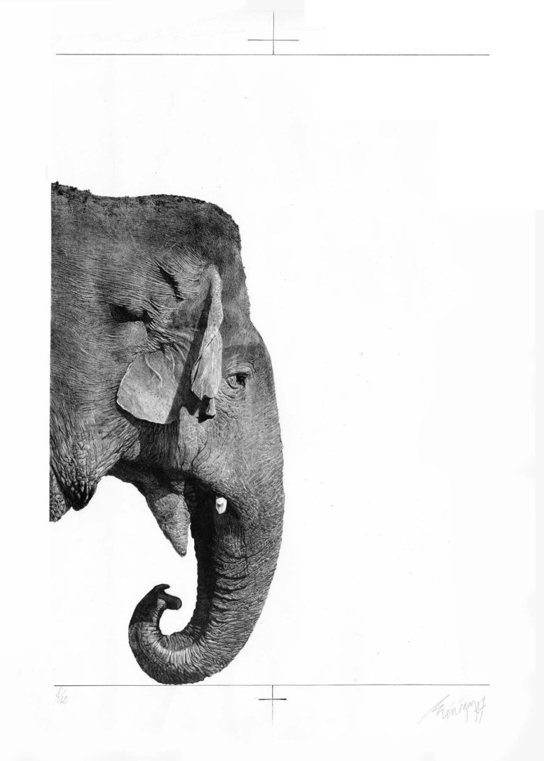 Lithographie d'Alain Ménégon Eléphant