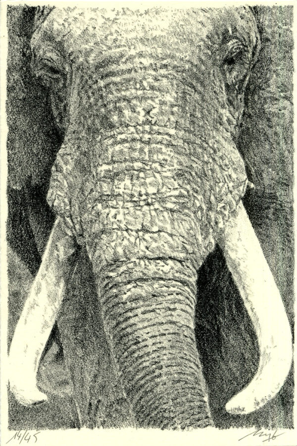 Lithographie Alain Ménégon Eléphant